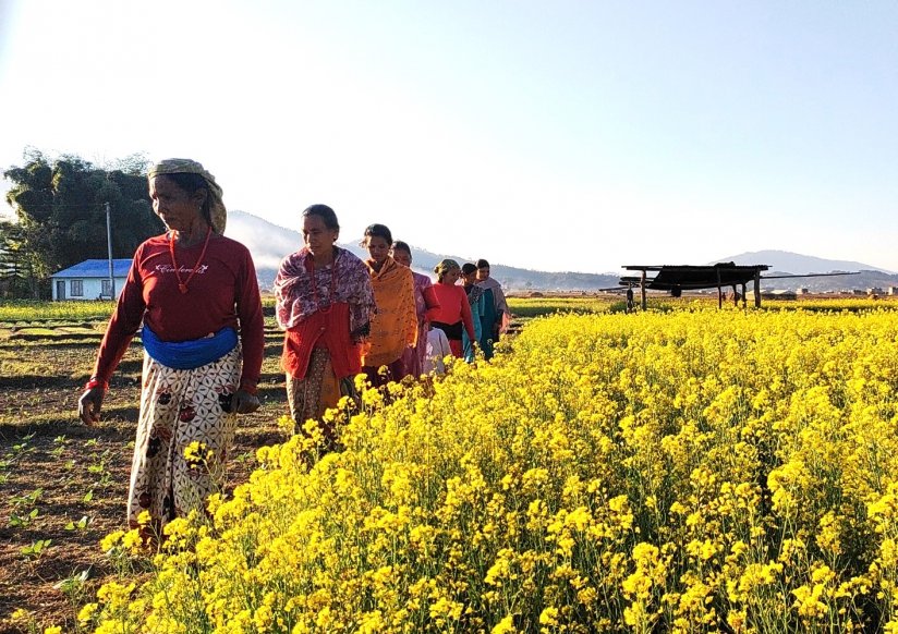 Women walk through a field blooming with tiny yellow flowers.