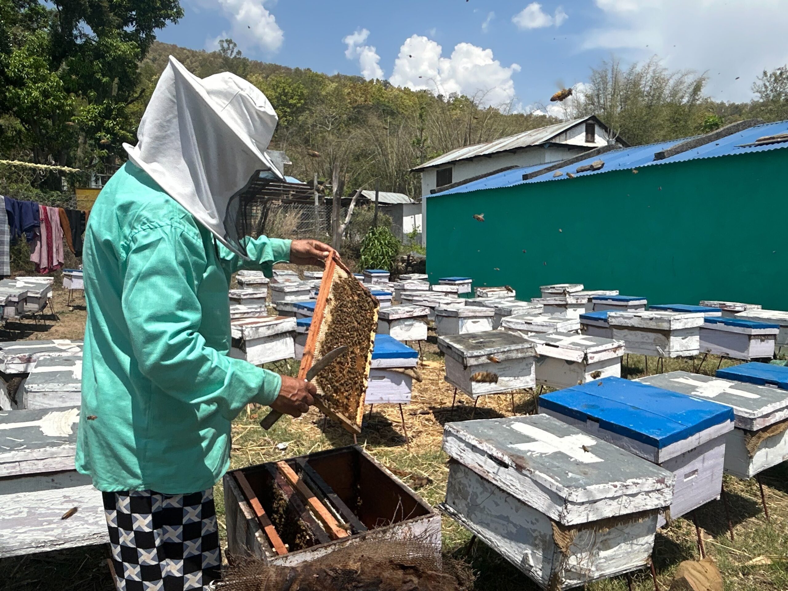 A beekeeper in protective clothing inspects a frame from a beehive in an apiary with multiple hives outdoors on a sunny day.