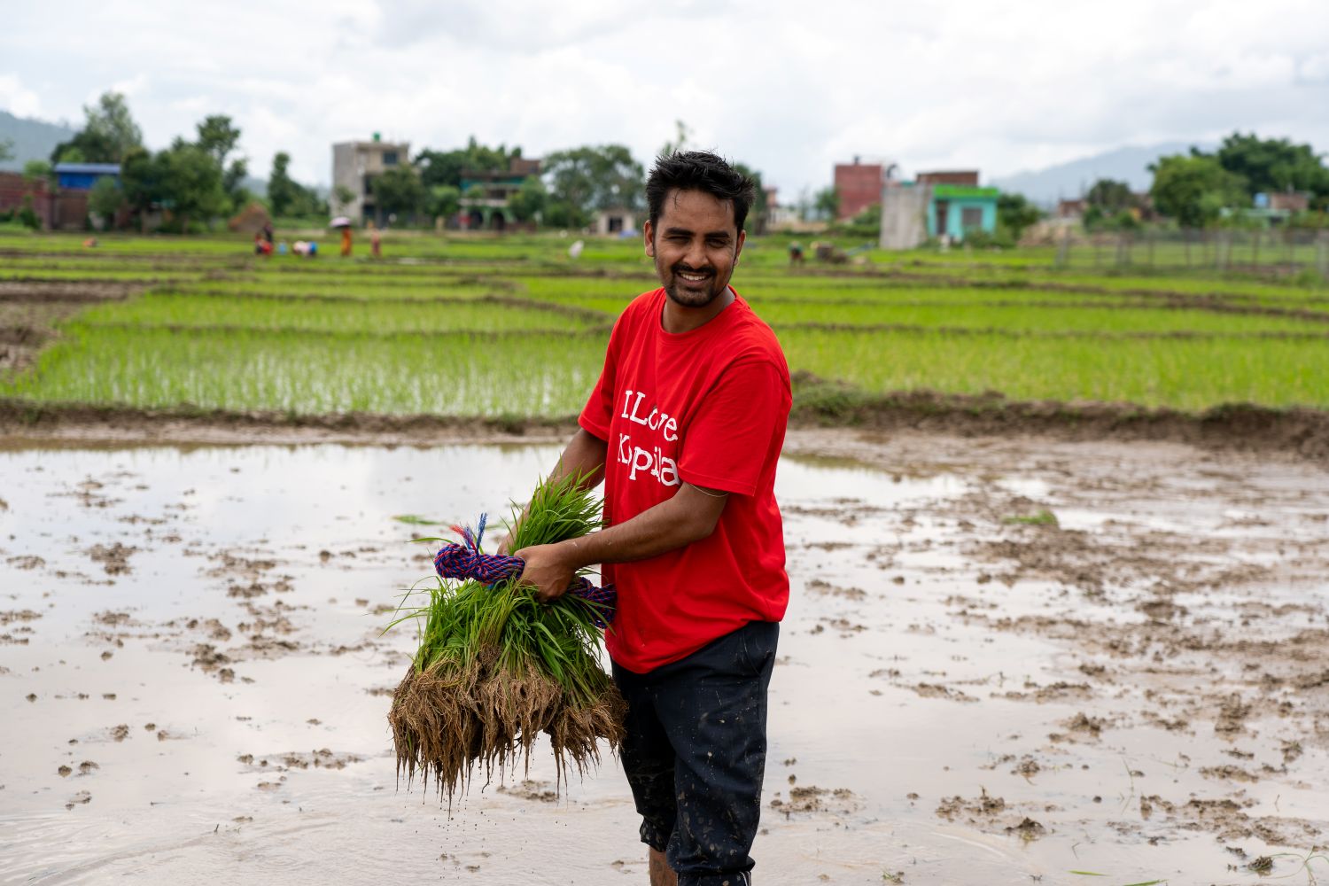 A man stands in the middle of a muddy rice field, holding plants and preparing to plant. He is wearing a red "I love Kopila" t-shirt.