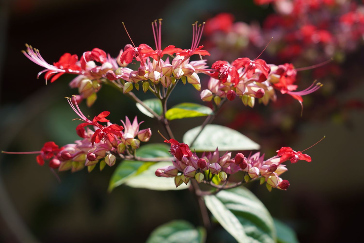 Small pink flowers bloom above green leaves, with a dark background.