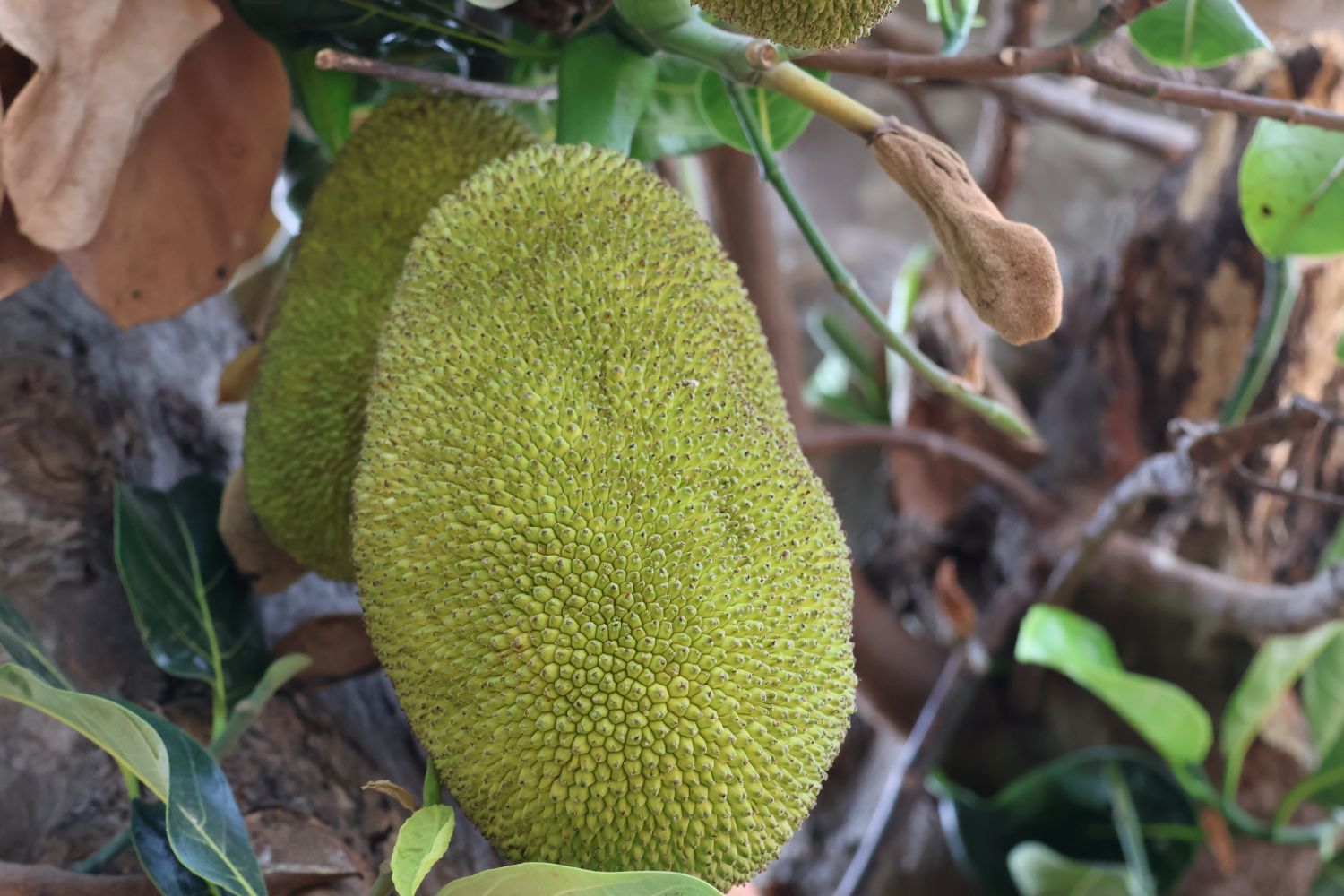 A close-up of a spiky green pomelo fruit hanging on a tree.