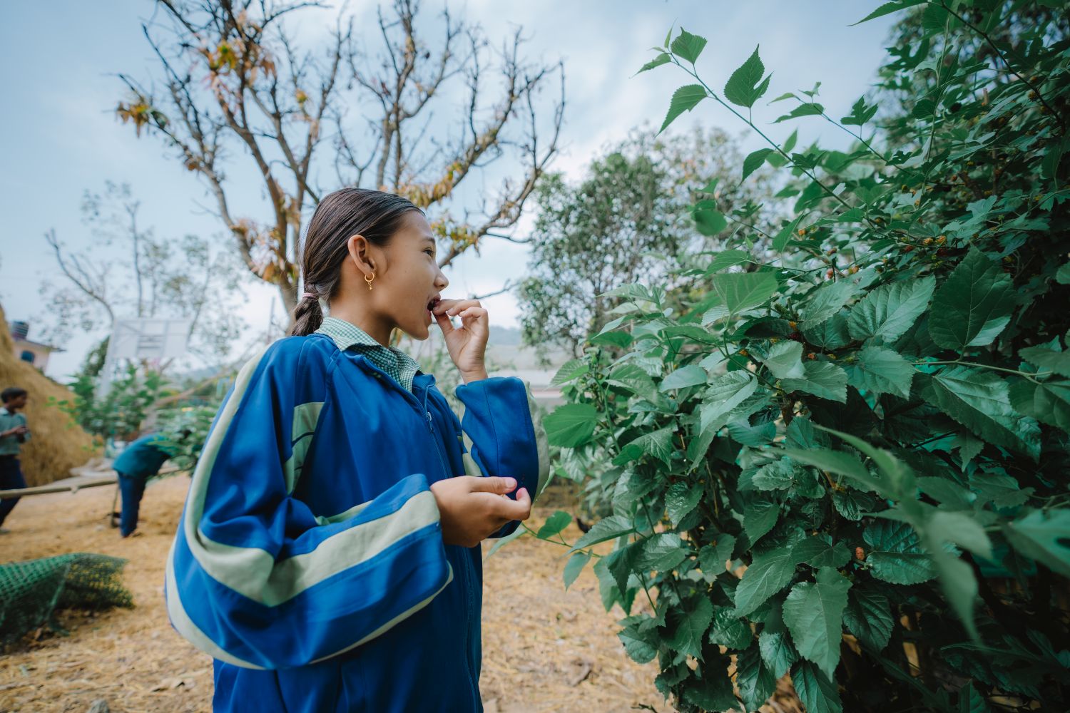 A young girl in a school uniform picks and eats berries from a green leafy bush.