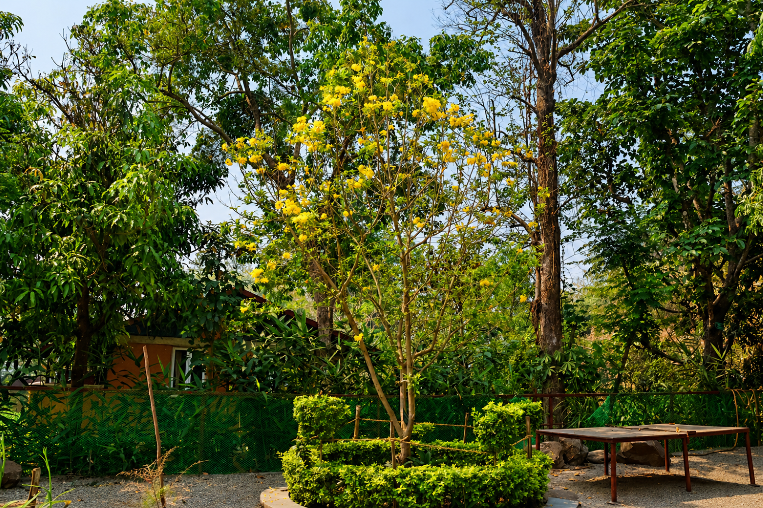A sunny courtyard has a small tree in the middle, blooming with yellow flowers and surrounded by a hedge of green.