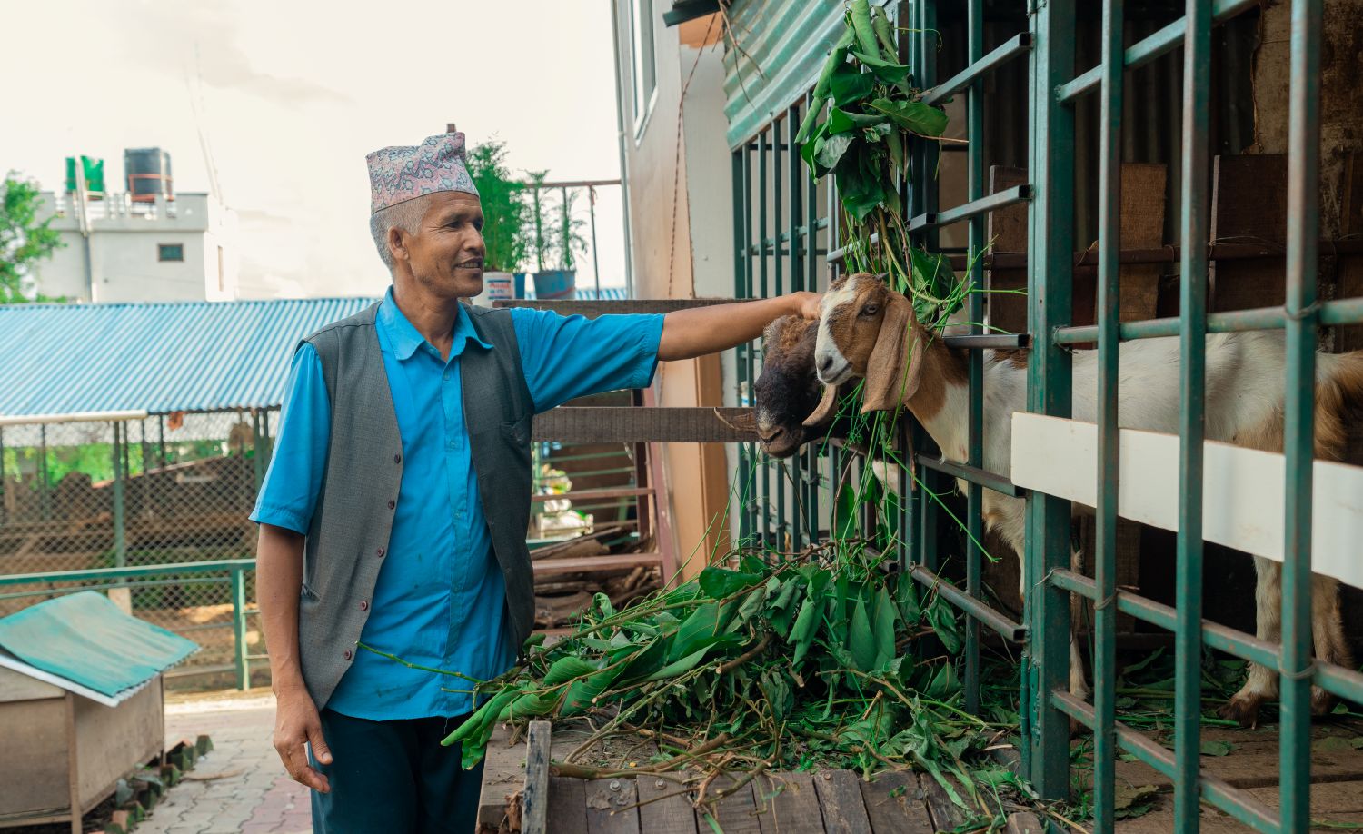 A man wearing a topi, blue shirt, and vest pets a goat through a fence.