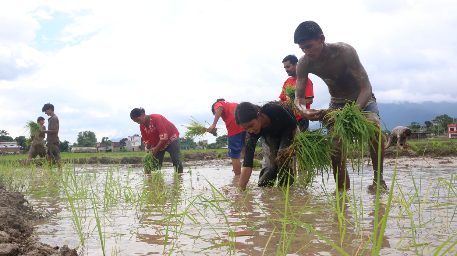 High school students stand in a muddy rice field and lean down to plant small seedlings.