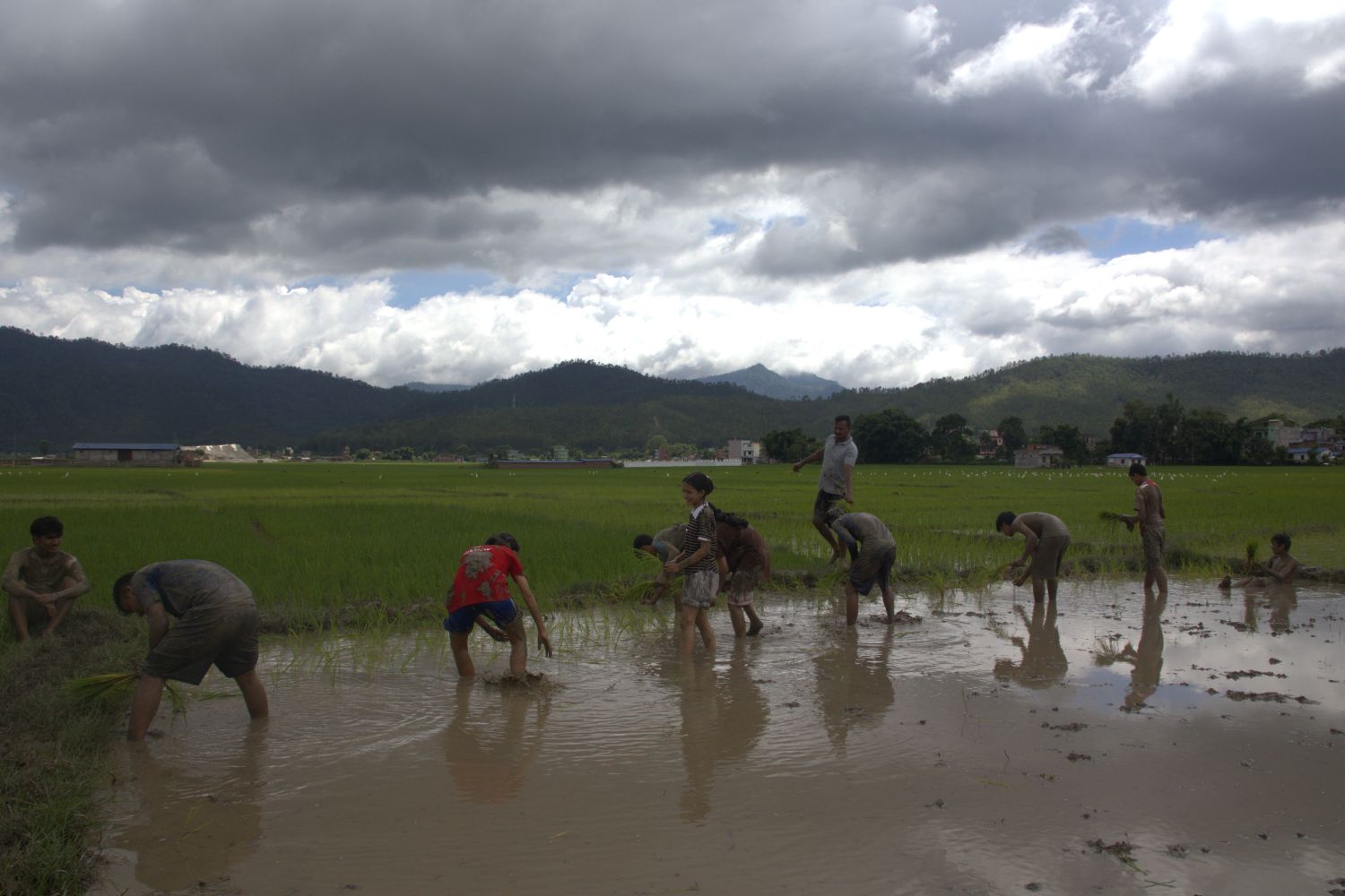 Students stand spread out in a muddy rice field, with a distant backdrop of mountains and a cloudy sky.
